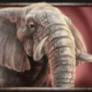 Elephant symbol in Savanna Roar slot